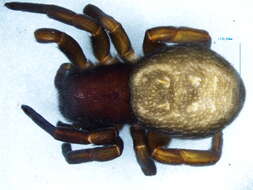 Image of velvet spiders