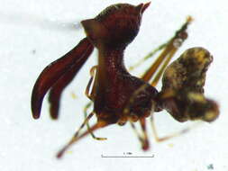 Image of pelican spiders