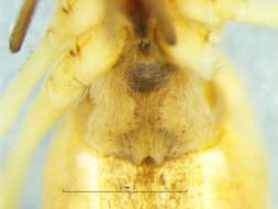 Image of Uloborus