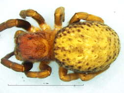 Image of velvet spiders
