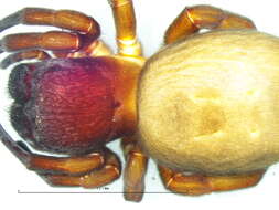 Image of velvet spiders