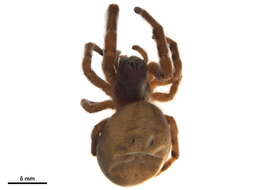 Image of velvet spiders