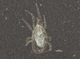 Image of Neoseiulus