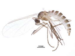 Image of Wood Midges