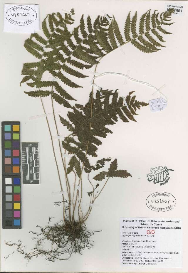 Image of bracken and ground ferns