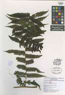 Image of wood ferns