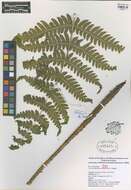 Image of marsh fern family