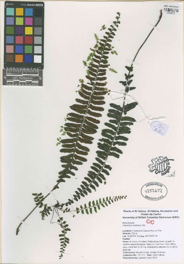 Image de Aspleniaceae