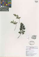 Image of spleenworts