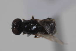 Image of Pachygastrinae