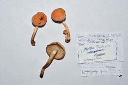 Pholiota resmi