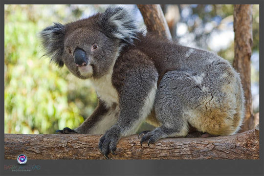 koala resmi