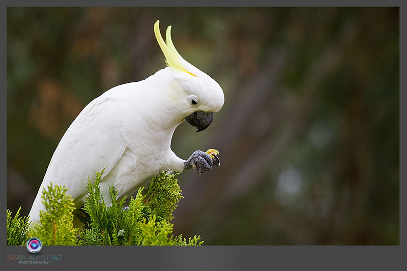 Image of Cockatoo