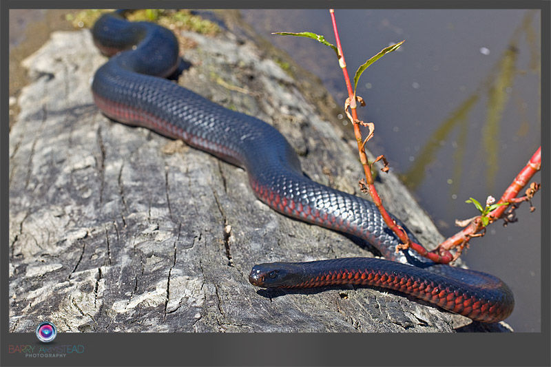 Image of Red Bellied Black Snake