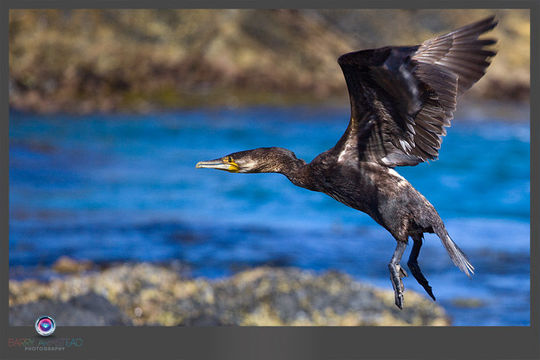 Image of Black Shag