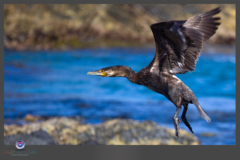 Image de grand cormoran, grand cormoran atlantique