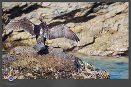 Image of Great Cormorant