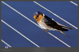 Image of Barn swallow