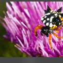 Image of Austracantha