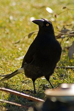 Image of Pied Currawong