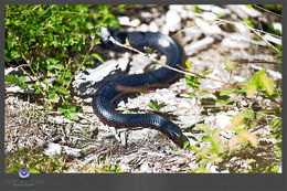 Image of Red Bellied Black Snake