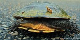 巨蛇頸龜的圖片