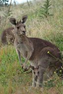 Image of Eastern Gray Kangaroo