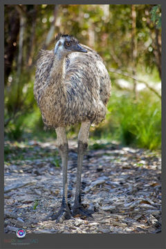 Image of Common Emu