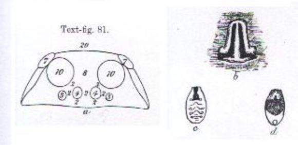 Image of <i>Trochosa phyllis</i>