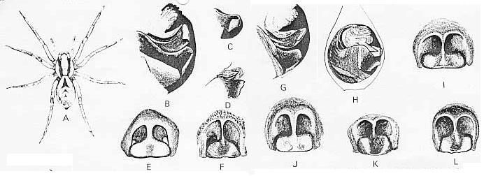 Sivun Lycosa australicola (Strand 1913) kuva
