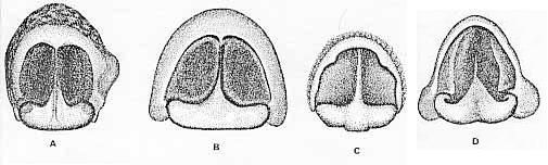 Image of <i>Lycosa gilberta</i>