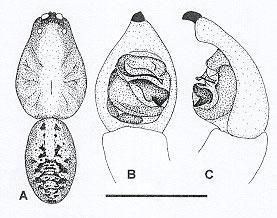 Sivun Tuberculosa hoggi (Framenau & Vink 2001) kuva