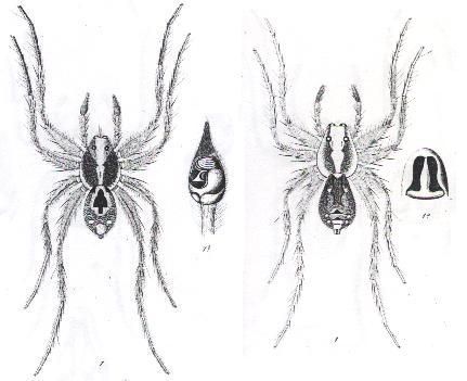 Image of <i>Lycosa laeta</i> L. Koch 1877