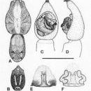 Imagem de Venatrix brisbanae (L. Koch 1878)