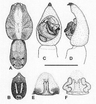Image of Venatrix brisbanae (L. Koch 1878)