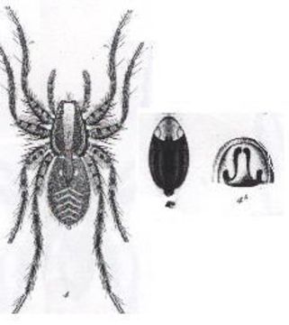 Imagem de Venatrix brisbanae (L. Koch 1878)