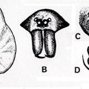 Image de Zoica minuta (McKay 1979)