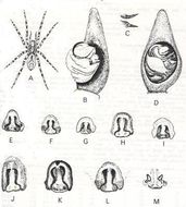 Sivun Hogna crispipes (L. Koch 1877) kuva