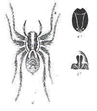 Image of Venatrix ornatula (L. Koch 1877)