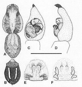 Imagem de Venatrix ornatula (L. Koch 1877)
