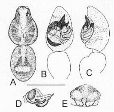 Image of Artoria triangularis Framenau 2002