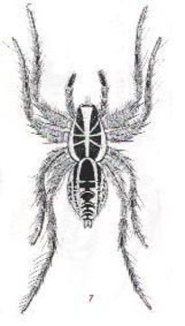 Image of Geolycosa infensa (L. Koch 1877)