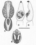Image of Venatrix speciosa (L. Koch 1877)