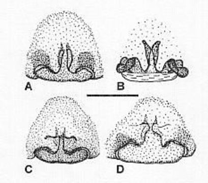 Imagem de Venatrix speciosa (L. Koch 1877)