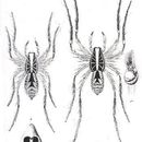 Image of Allocosa flavisternis (L. Koch 1877)