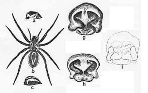 Image of Venatrix summa (McKay 1974)