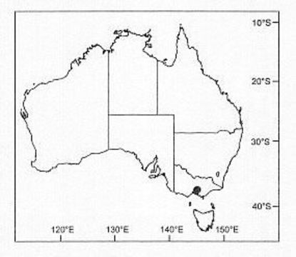 Image of Venatrix koori Framenau & Vink 2001