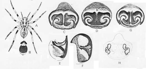 Image of Lycosa koyuga McKay 1979