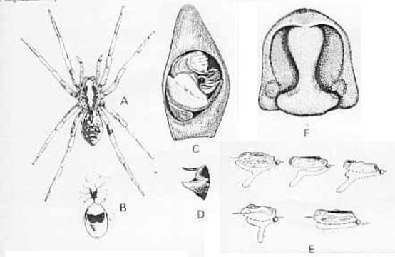 Imagem de Lycosa gibsoni McKay 1979