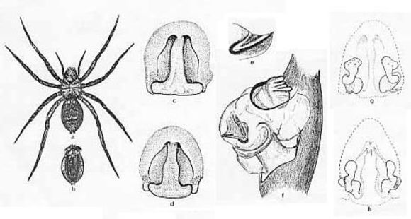 Image of Lycosa corallina McKay 1974